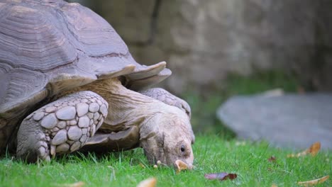 this nature video shows a large turtle foraging in a lush environment, munching on food and showcasing its peaceful eating habits