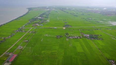 Fliegen-über-Grünen-Reisfeldern-Auf-Landwirtschaftlichen-Ackerflächen-Am-Meer