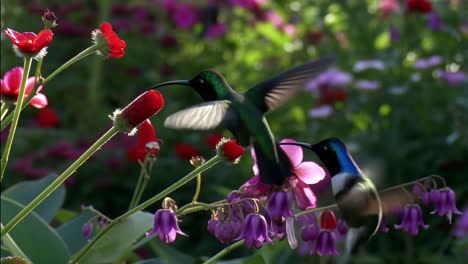 Hummingbirds Feeding on Nectar in a Colorful Garden