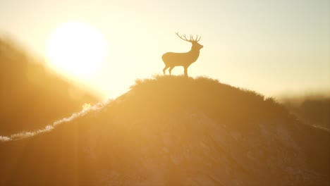 Macho-De-Ciervo-En-El-Bosque-Al-Atardecer