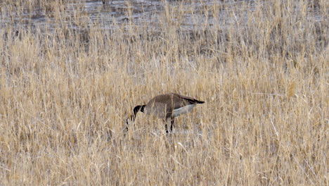 canada goose foraging for food in the marshy wetlands - static