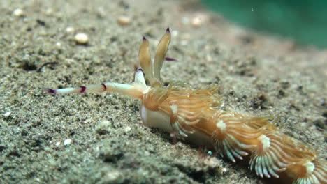 orange version of nudibranch pteraeolidia ianthina moving right to left on sandy bottom, close-up showing only part of body, bristling hair-like appendages