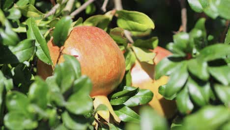 Wild-Pomegranate-On-A-Tree,-Home-garden,-Pomegranate-tree-at-sunshine-day