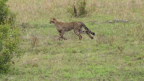 A-cheetah-cub-loses-sight-of-its-parent,-finding-her,-quickly-moves-to-catch-her,-Kruger,-South-Africa,-Acinonyx-jubatus-jubatus