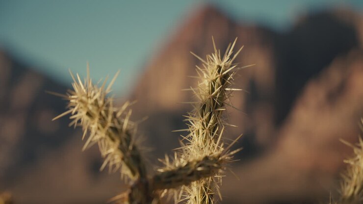 Desert Cactus and Mountains