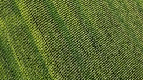 drone shot flying over field of corn in america