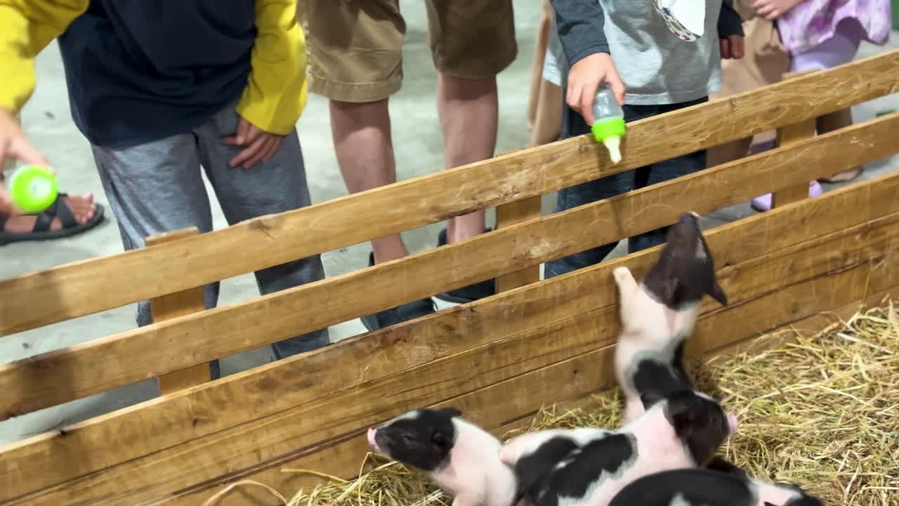 Baby pigs get fed milk from a child, temporary mini zoo activity in a shopping mall in Thailand.