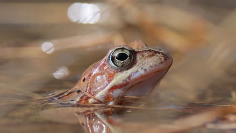 brown frog (rana temporaria) close-up in a pond.