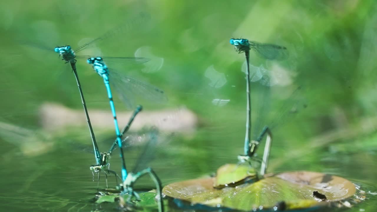 caballito del diablo azul poniendo huevos en el estanque con plantas de agua verde contra el fondo del bokeh