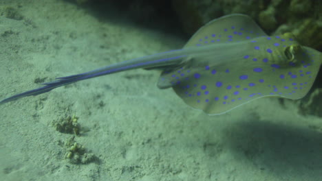 bluespotted stingray in the red sea beside the coral reef