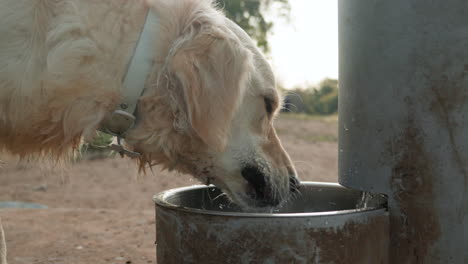 Weißer-Cremefarbener-Golden-Retriever-Hund-Leckt-Und-Trinkt-Wasser-Aus-Dem-Hundenapf-Mit-Der-Zunge
