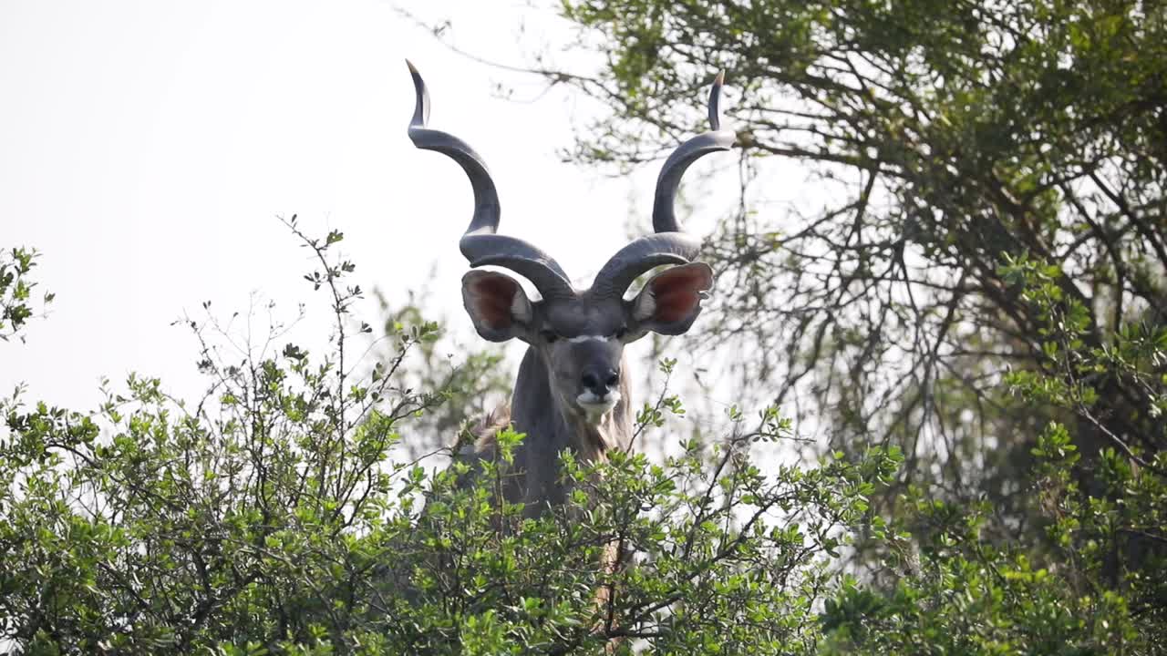 antílope kudu de cuernos en espiral en namibia tierras de conservación de la vida silvestre en áfrica