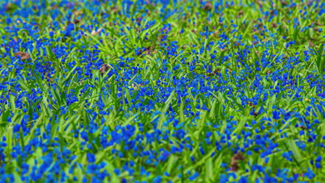 flores azules soplando en el viento