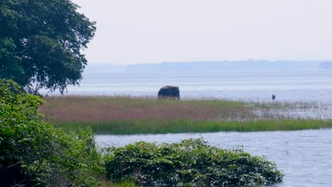 solo asian elephant elephas maximus maximus in the wild near minneriya eating aquatic plants in lake in north central sri lanka