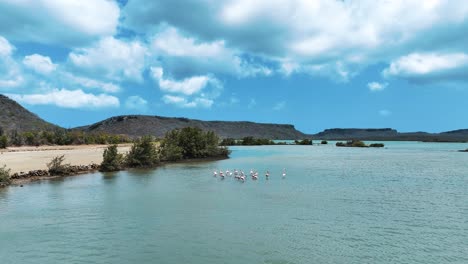 the drone is flying towards a group of flamingos in curacao aerial footage 4k