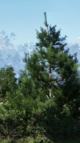 tranquil pine forest