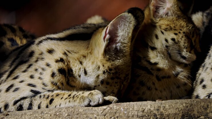 Servals Resting