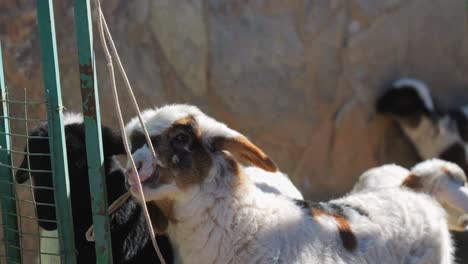 adorable lambs in a pen