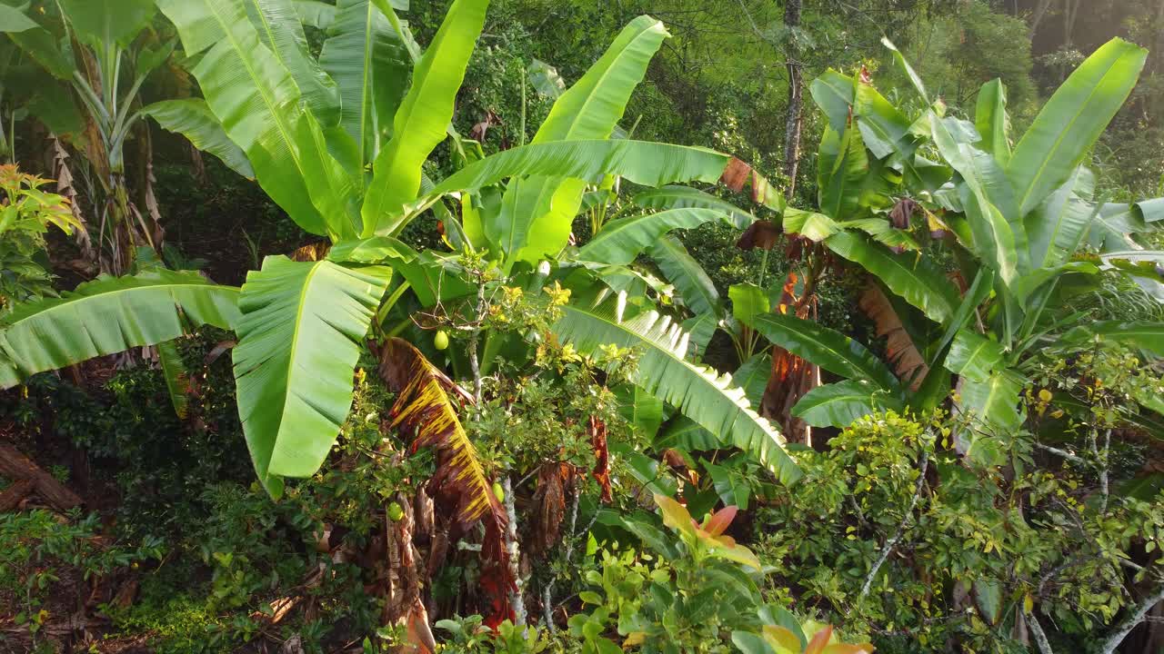 densa selva tropical fauna de américa del sur plantas nativas aérea