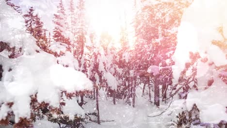 Lichtpunkte-Und-Mehrere-Bäume-In-Der-Winterlandschaft