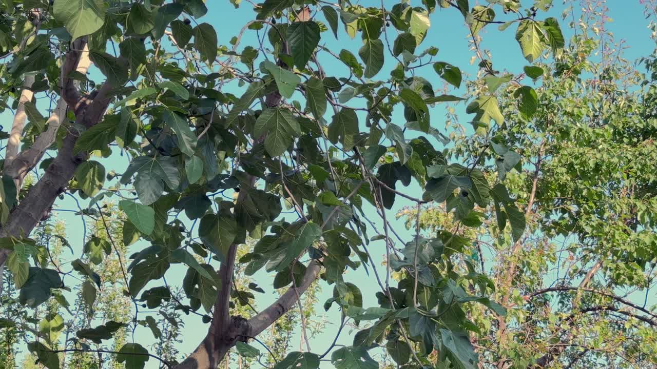 Beauty of Rural India and farmers land, Nature beauty, Hills, Green Fields with Village Life in Forest area and Timeless Travel Escapes