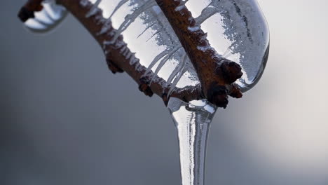 frozen trees and branches in winter