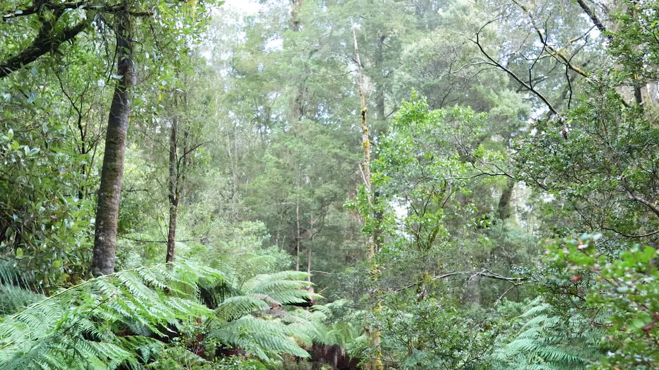 Lush greenery and towering trees in rainforest