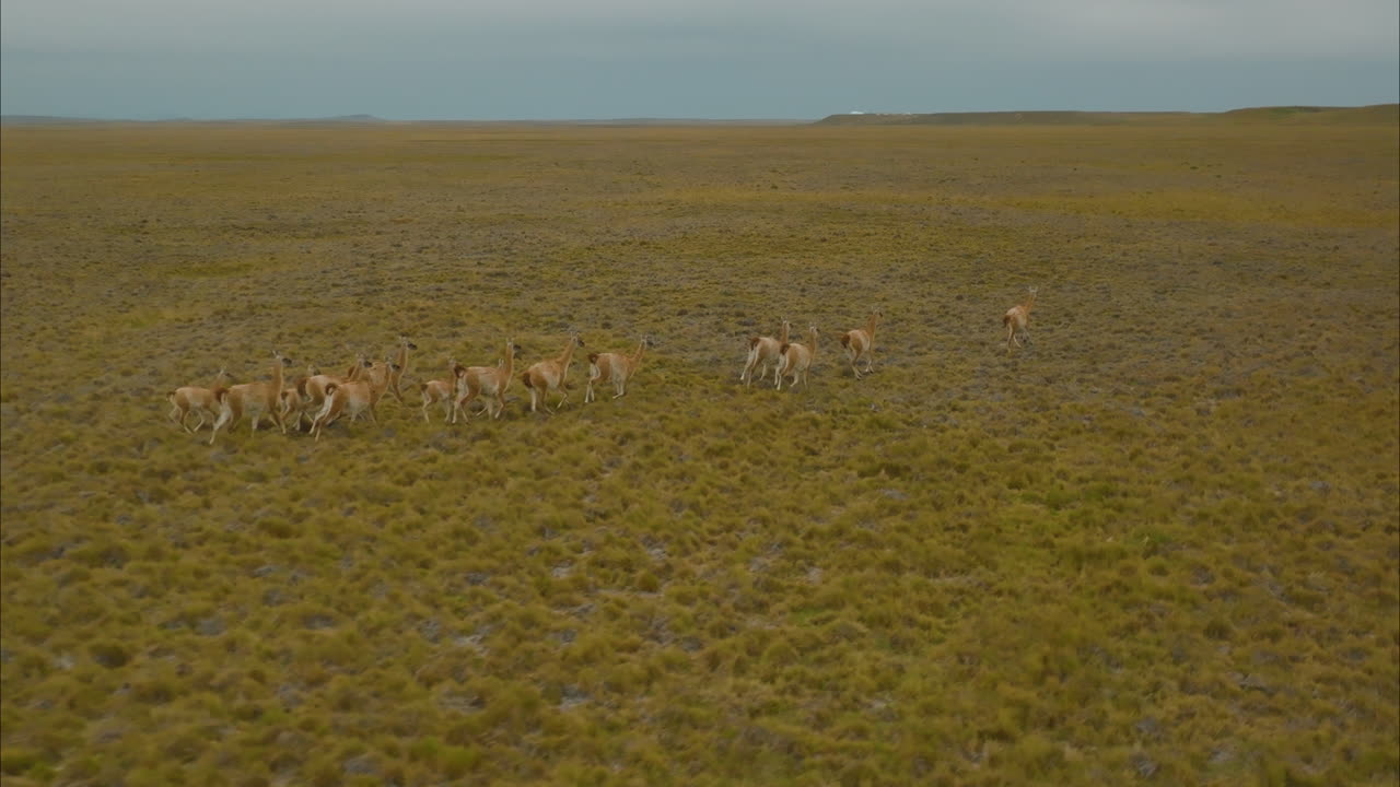 아르헨티나의 초원을 어슬렁거리는 알파카 무리를 추적하는 멋진 드론 샷