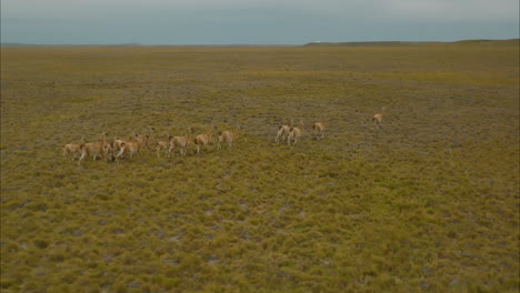 hermosa toma de drones rastreando una manada de alpacas paseando por las praderas de argentina