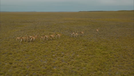 hermosa toma de drones rastreando una manada de alpacas paseando por las praderas de argentina