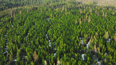 Riesiger-Grüner-Wald-Mit-Schnee-Auf-Dem-Boden