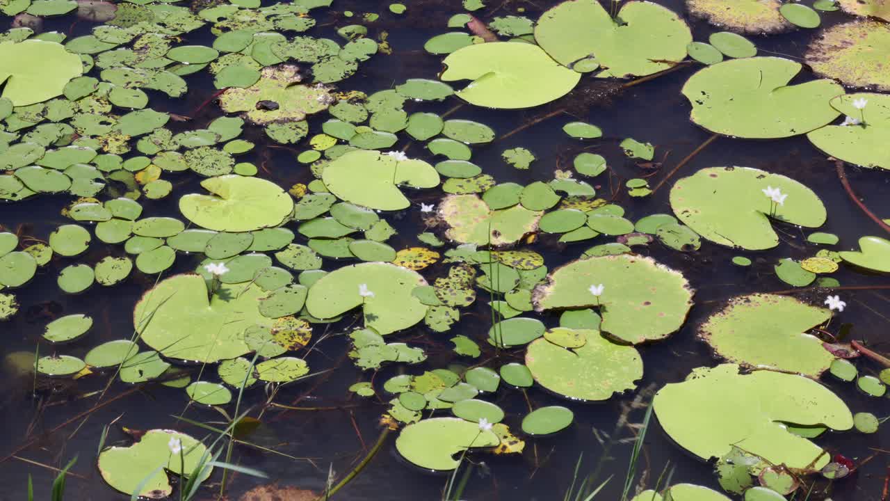 연못을 가로질러 릴리 의 점진적인 움직임