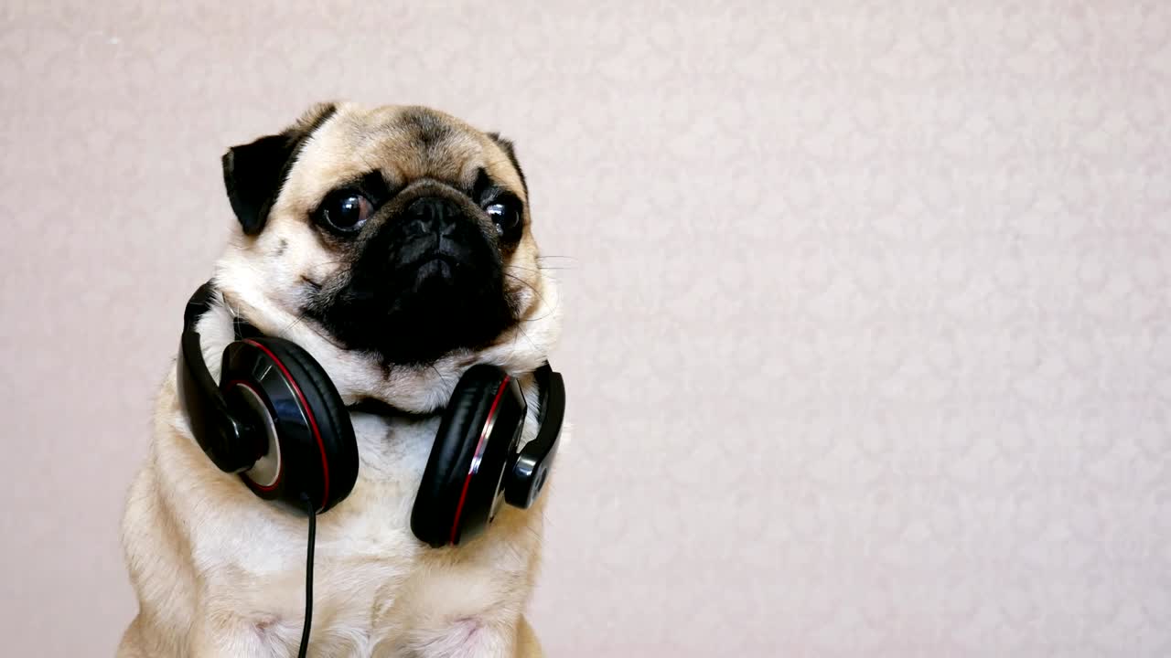 Portrett av morsom mops med store hodetelefoner som lytter til musikk.