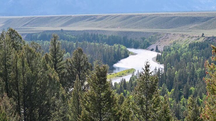 Drone aerial view of the Snake River meandering through dense evergreen forest and rolling hillsides in Wyoming's Teton region