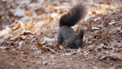 eurasian red squirrel bury nut into the ground and cover it with fallen leaves while smart magpie come up to steal it