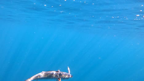 Bonita-fish-struggles-against-being-caught-on-a-crankbait-lure-by-fisherman-in-deep-ocean-clear-blue-water