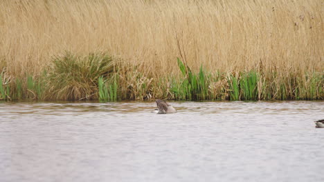 Greylag-geese-floating-on-river-water,-one-cleaning-its-feathers