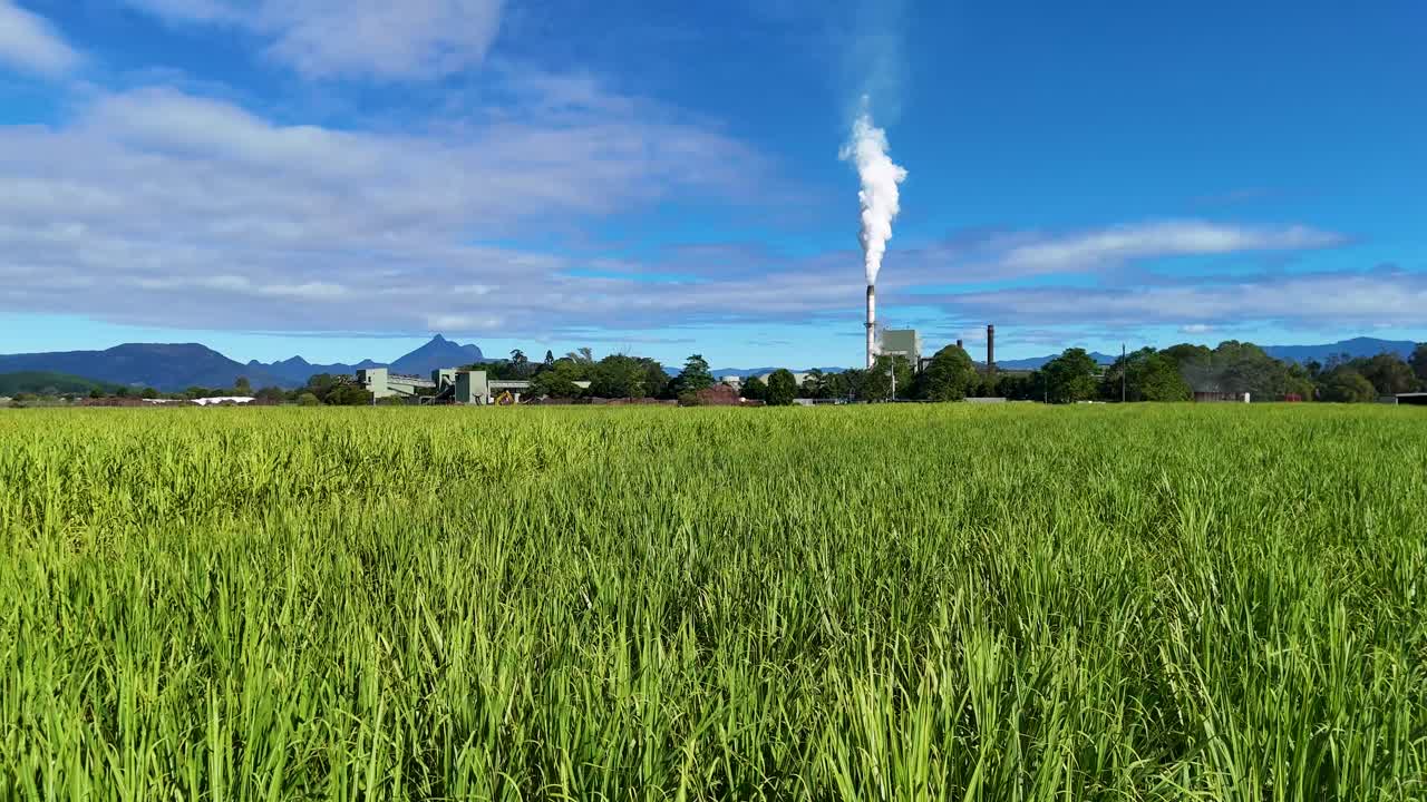 Aerial view of lush sugarcane fields with a factory emitting smoke under clear blue skies