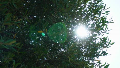 Rayo-De-Sol,-Fuerte-Sol-Del-Mediodía-Que-Pasa-A-Través-De-Los-Olivares-Con-Fruta