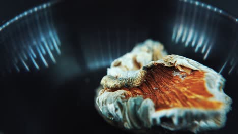 a macro close up cinematic rotating shot of a magical psychoactive psilocybin hallucination dried mushrooms with a red bown cap, studio lighting, 4k video