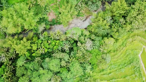 aerial head shot of rice field and dry river