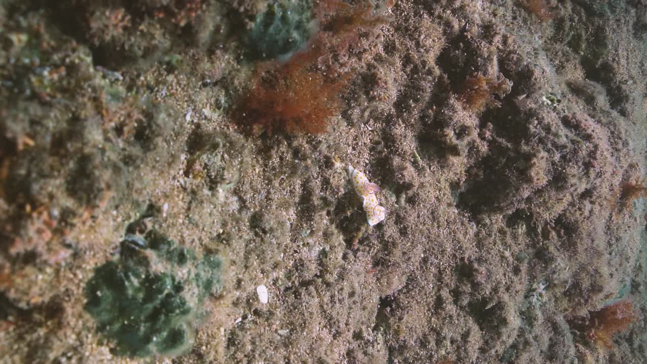 Underwater video of Goniobranchus annulatus, a vibrant and colorful sea slug. nudibranch footage highlights its unique patterns and colors, Filmed in natural habitat, Israel.