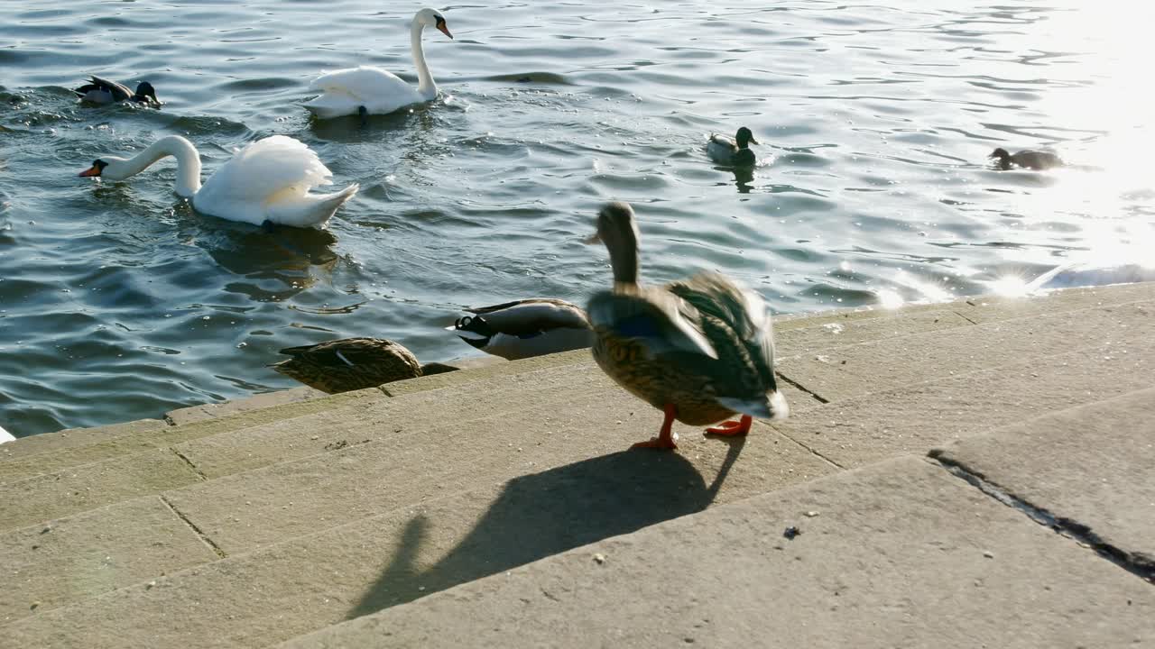 trentham gardens estate, uk 주변에서 찍은 밝은 경치 영상