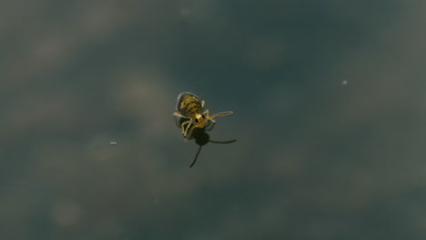 Incredible-footage-of-adorable,-cute-Globular-springtail-walking-acroos-surface-tension-of-the-water-which-holds-up-this-very-tiny-animal