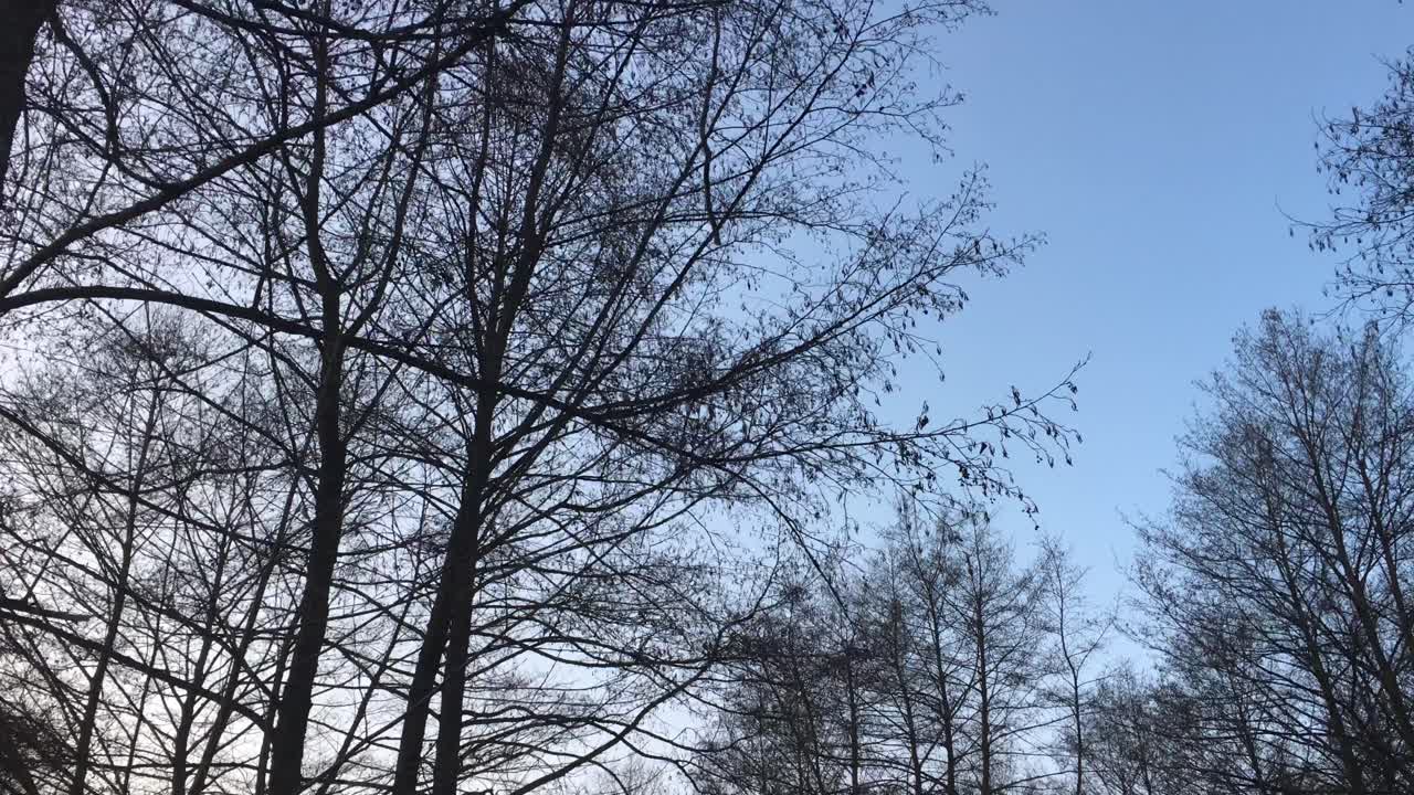 이른 봄 시즌, 일몰에서 오는 아름다운 빛과 함께 숲길을 걷다