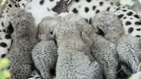 6 cheetah cubs trying to get milk from mother's teats, pan shot from mama cheetahs face towards muddle of youngsters