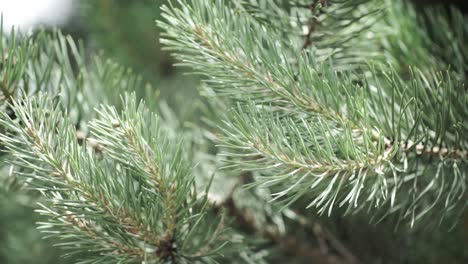 close-up of pine tree branches