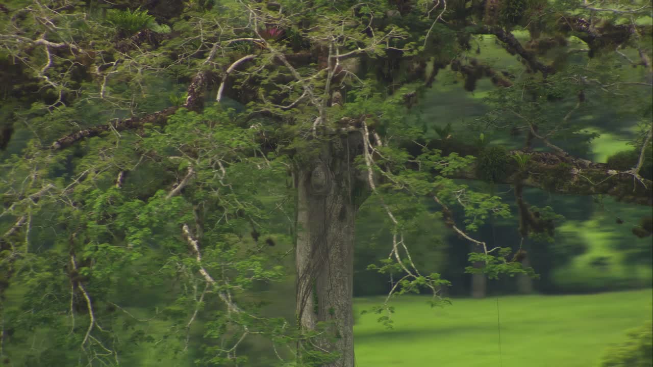 Solitary Ceiba from Above in the Guatemalan savannah