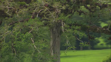 solitary ceiba from above in the guatemalan savannah