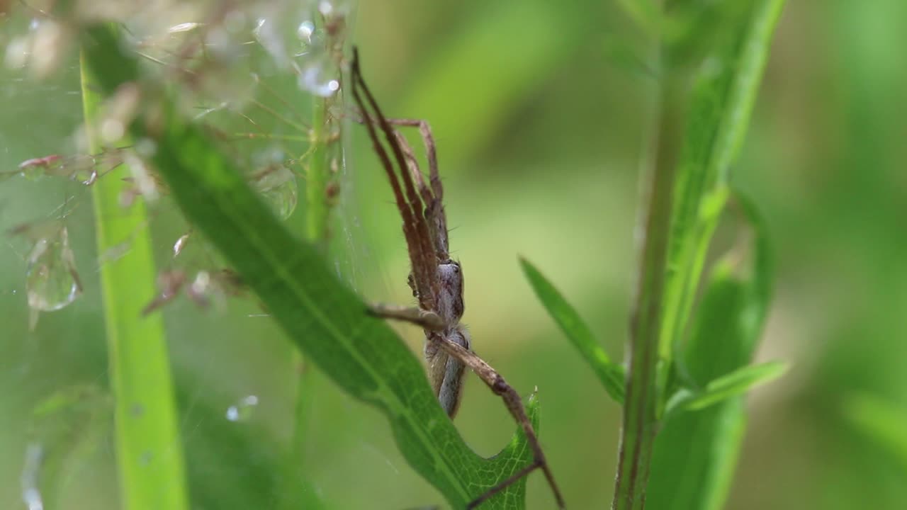 araña de la red de vivero, pisaura mirabilis, protegiendo su red